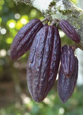 Cocoa Pods