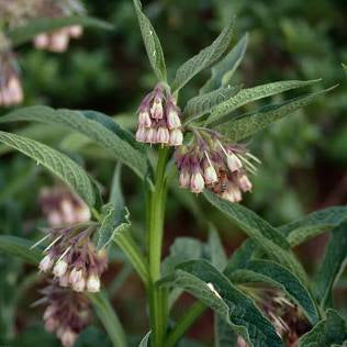 Comfrey