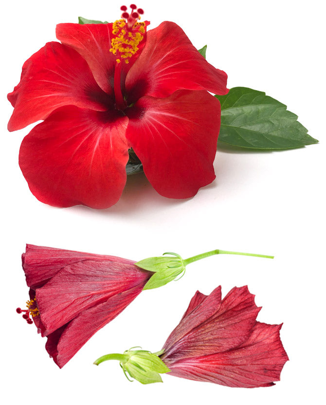 Hibiscus
