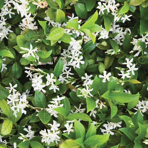 Jasmine