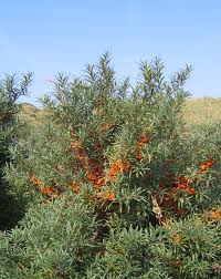 Sea Buckthorn Oil