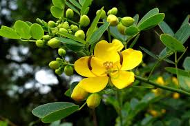Senna Flowers