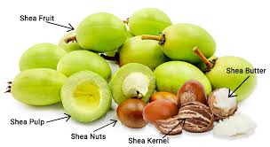 Unrefined Shea Butter