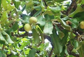 Unrefined Shea Butter