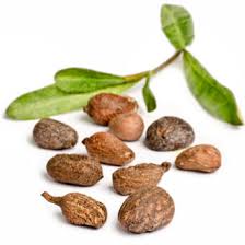 Unrefined Shea Butter