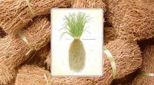 Vetiver Root