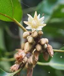 Backul Flower