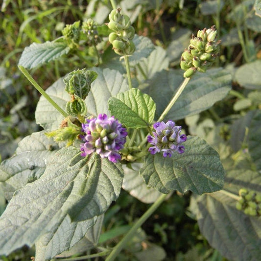 Bawchi Seeds