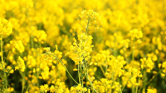 Behentrimonium Methosulfate