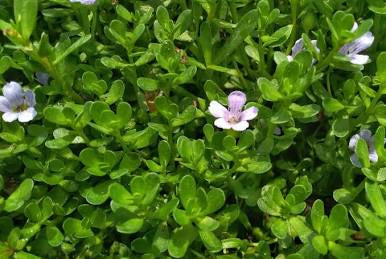 Brahmi