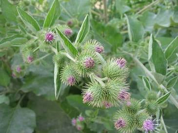 Burdock