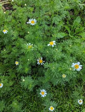 Chamomile