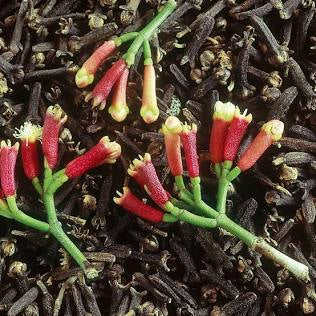 Cloves