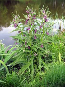 Comfrey