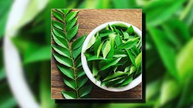Curry Leaves