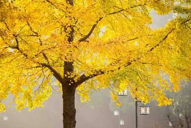 Ginkgo