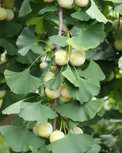 Ginkgo