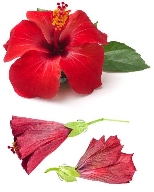 Hibiscus