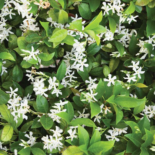 Jasmine