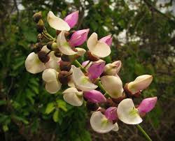 Karanja Oil