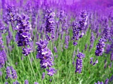 Lavender
