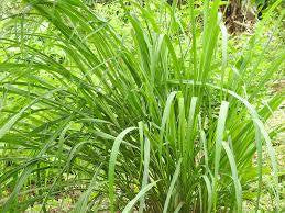 Lemongrass