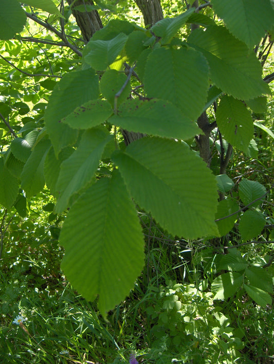Slippery Elm