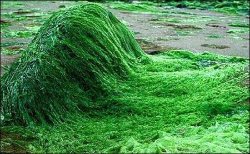 Spirulina