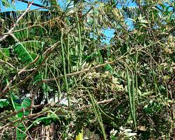 Moringa Oil