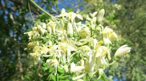 Moringa Oil