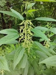 Nettle
