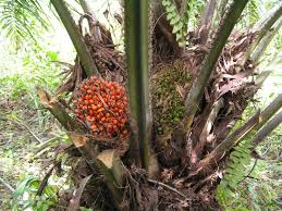 Palm Kernel Oil