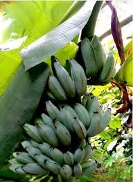 Plantain Skin Ashes