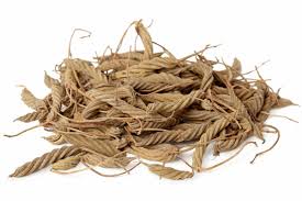 Indian Screw Tree Pods