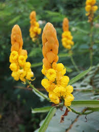 Senna Flowers