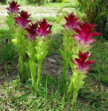 White Turmeric